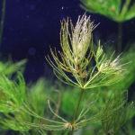 植栽から9日目（トリミングから4日目）　マツモ